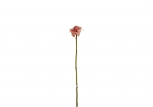 [WW] 와라타 꽃 - 핑크