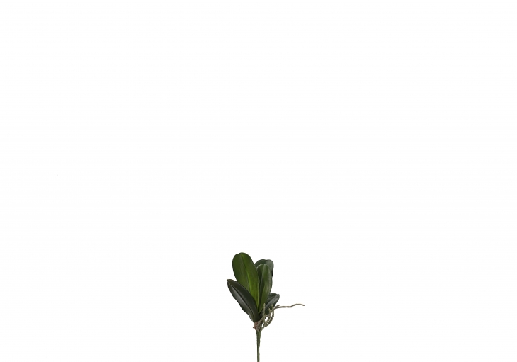 [XT] 호접난 잎 - 그린