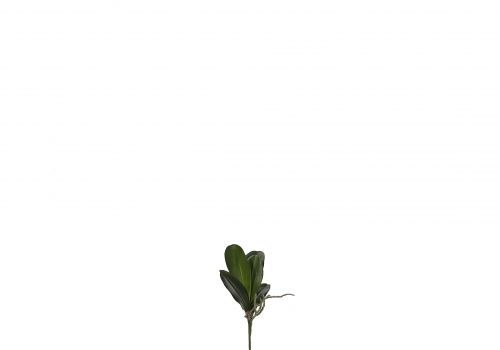 [XT] 호접난 잎 - 그린