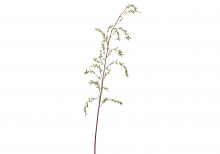 [SA] 유칼립투스 잎 - 그린