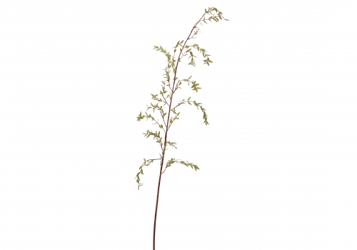 [SA] 유칼립투스 잎 - 그린