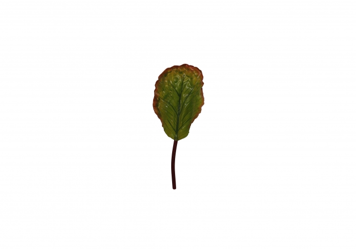 [BL] 양배추 잎 - 그린