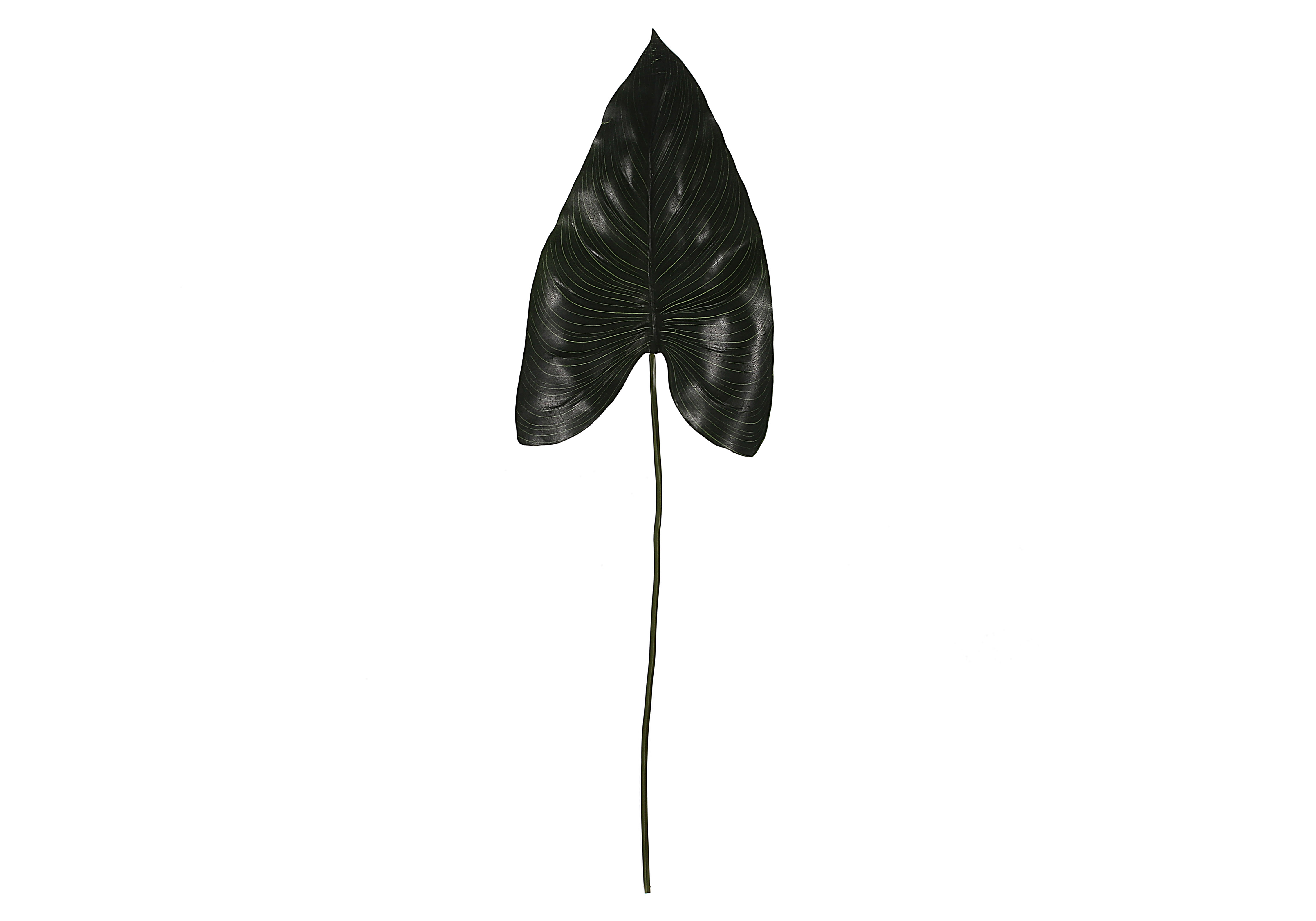 [BL] 칼라 잎 - 그린