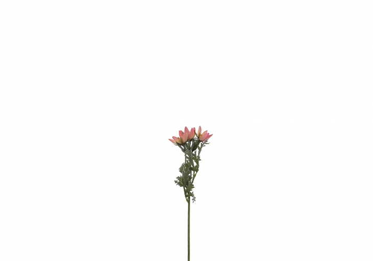 [LS] 할미꽃 - 핑크, 화이트, 라벤더