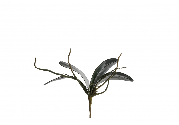 [GE] 호접난 잎 - 그린