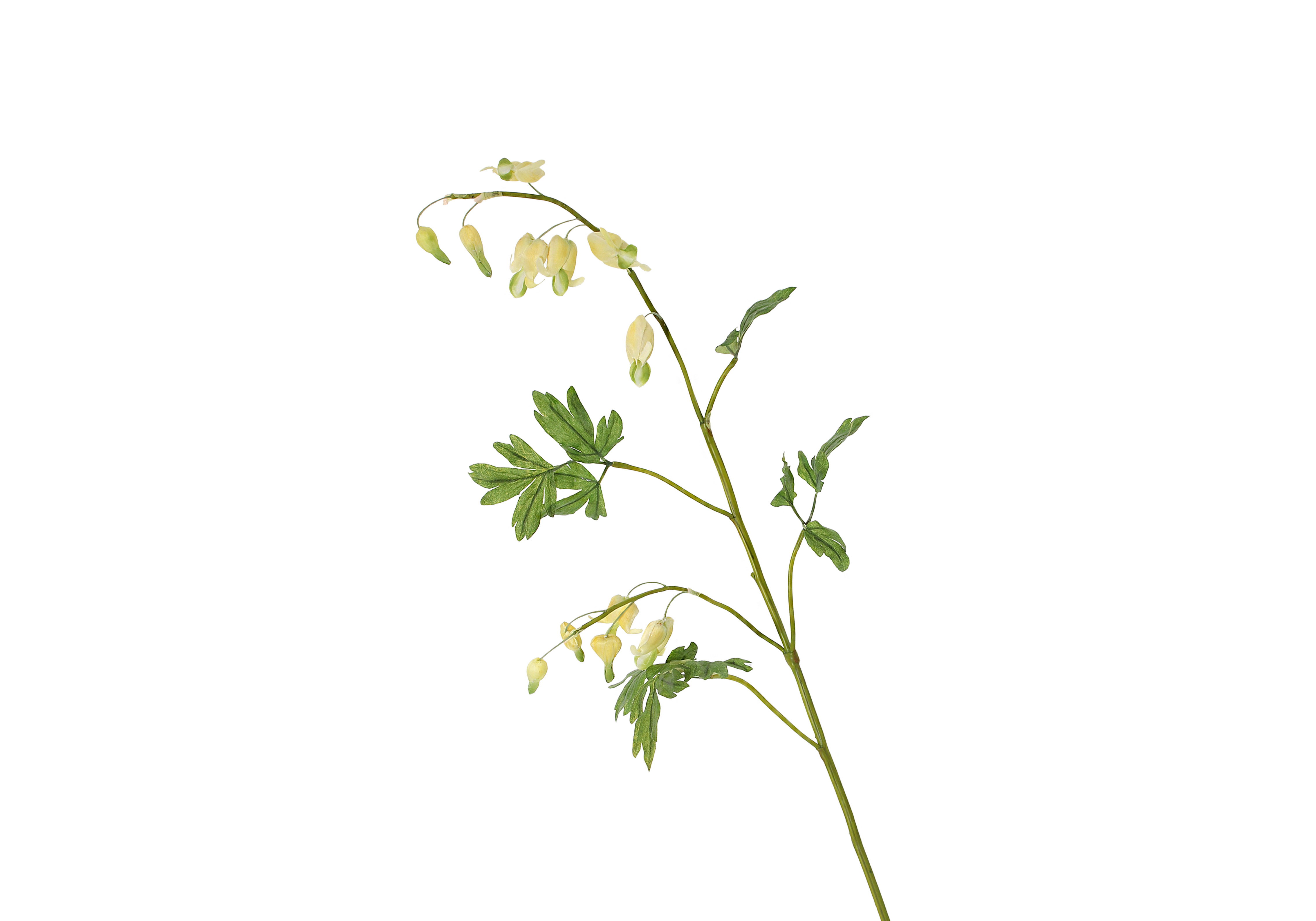 [GE] 금낭화 - 옐로우