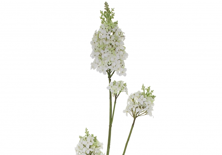 [FI] 라일락(LILAC) - 크림