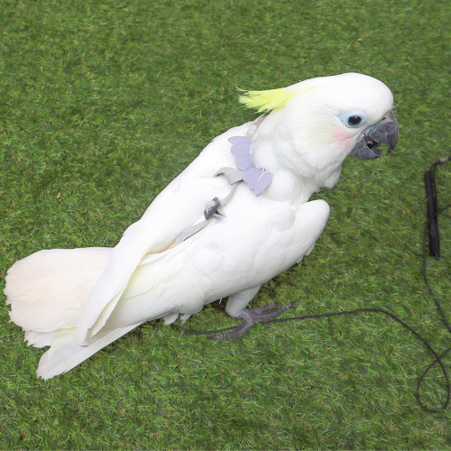 신축성 날개 하네스 리드줄 포함 (중소형~대형 앵무새 착용가능)(왕관,코뉴어,퀘이커,썬코뉴어,카이큐,아마존 등)