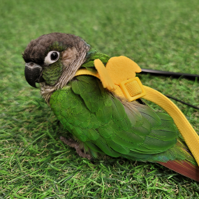 신축성 날개 하네스 리드줄 포함 (중소형~대형 앵무새 착용가능)(왕관,코뉴어,퀘이커,썬코뉴어,카이큐,아마존 등)