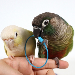[04785] 앵무새 장난감 DIY 연결고리 와이어 고리 링 클립 용품 (색상랜덤)