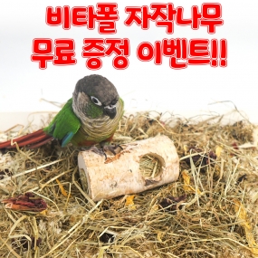 ✨비타폴 자작나무 터널 S 무료증정!!✨  (로그인 후 구매가능)