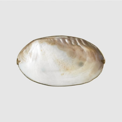 (8월특가) [단독최저] [TVS] 씨쉘 브라스 비누받침대 / Seashell Soap Tray (Brass) (-8/31)