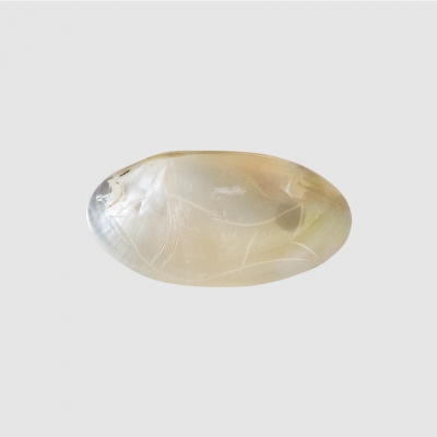 (8월특가) [단독최저] [TVS] 씨쉘 악세사리 트레이 / Seashell Jewellery Tray (-8/31)