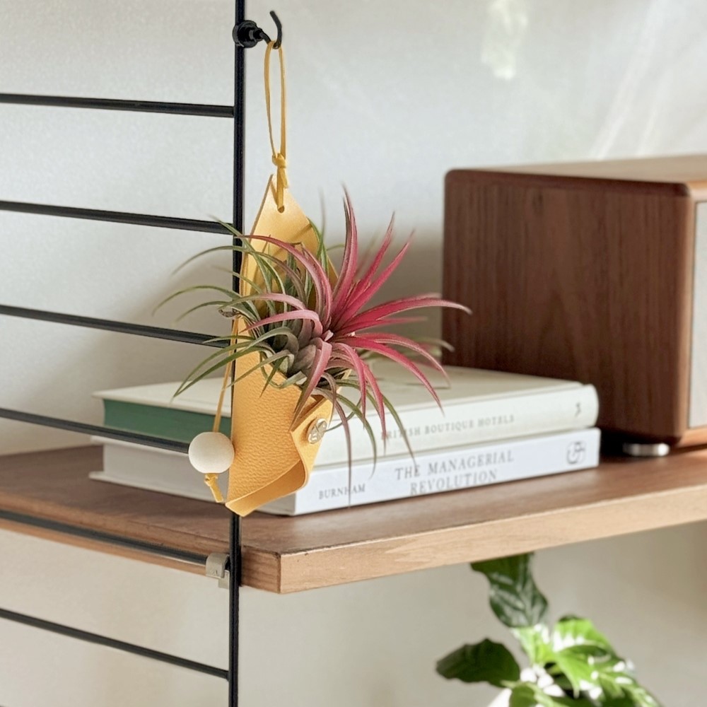 (11월특가) 플랫츠 플랜트 콘 - 코쿤(Cocoon) (-11/16)