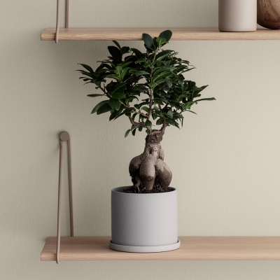 블로무스 노나 허브 팟 3colors - 마이크로칩