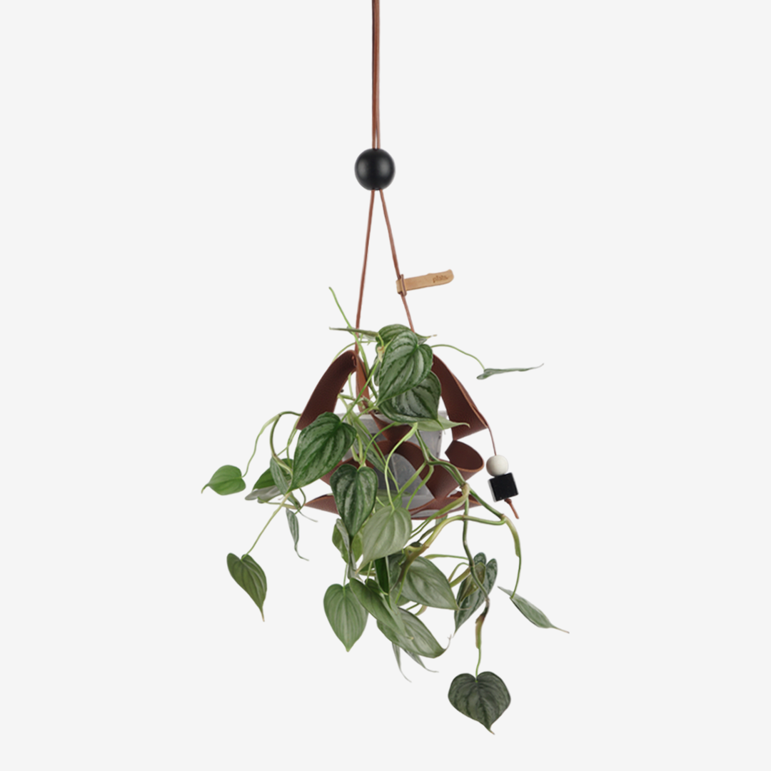 플랫츠 행잉 팟커버_댕글댕글 P + 필로덴드론 브랜티아넘