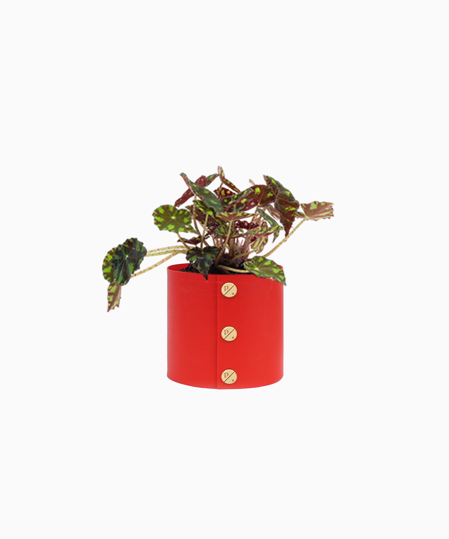 플랫츠 타이거 베고니아 + 팟커버 P