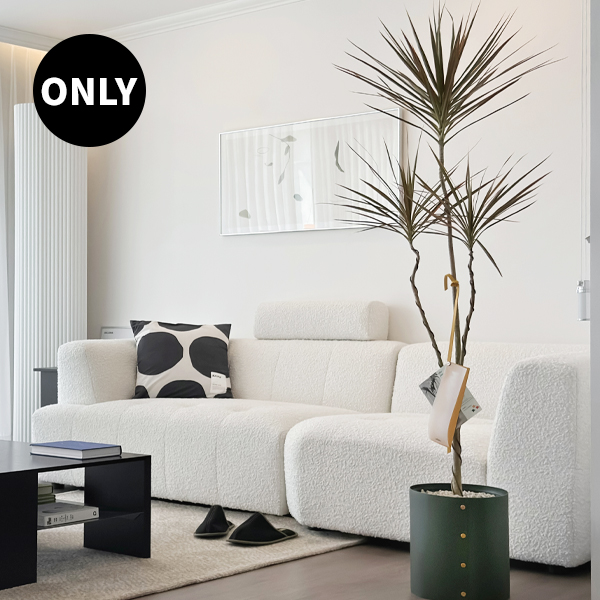 [르위켄단독] (페스타세일) 플랫츠 팟커버 L + 드라세나 마지나타 (메세지택) (수도권 한정 배송) (-4/30)