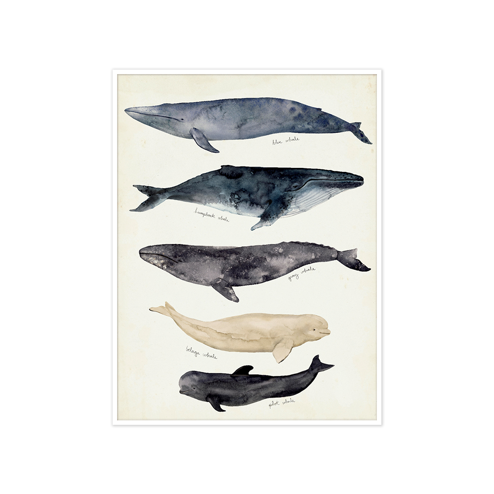 아티쉬 포스터 - 빅토리아 보르헤스 Whale Chart II (액자포함) [5% 적립]