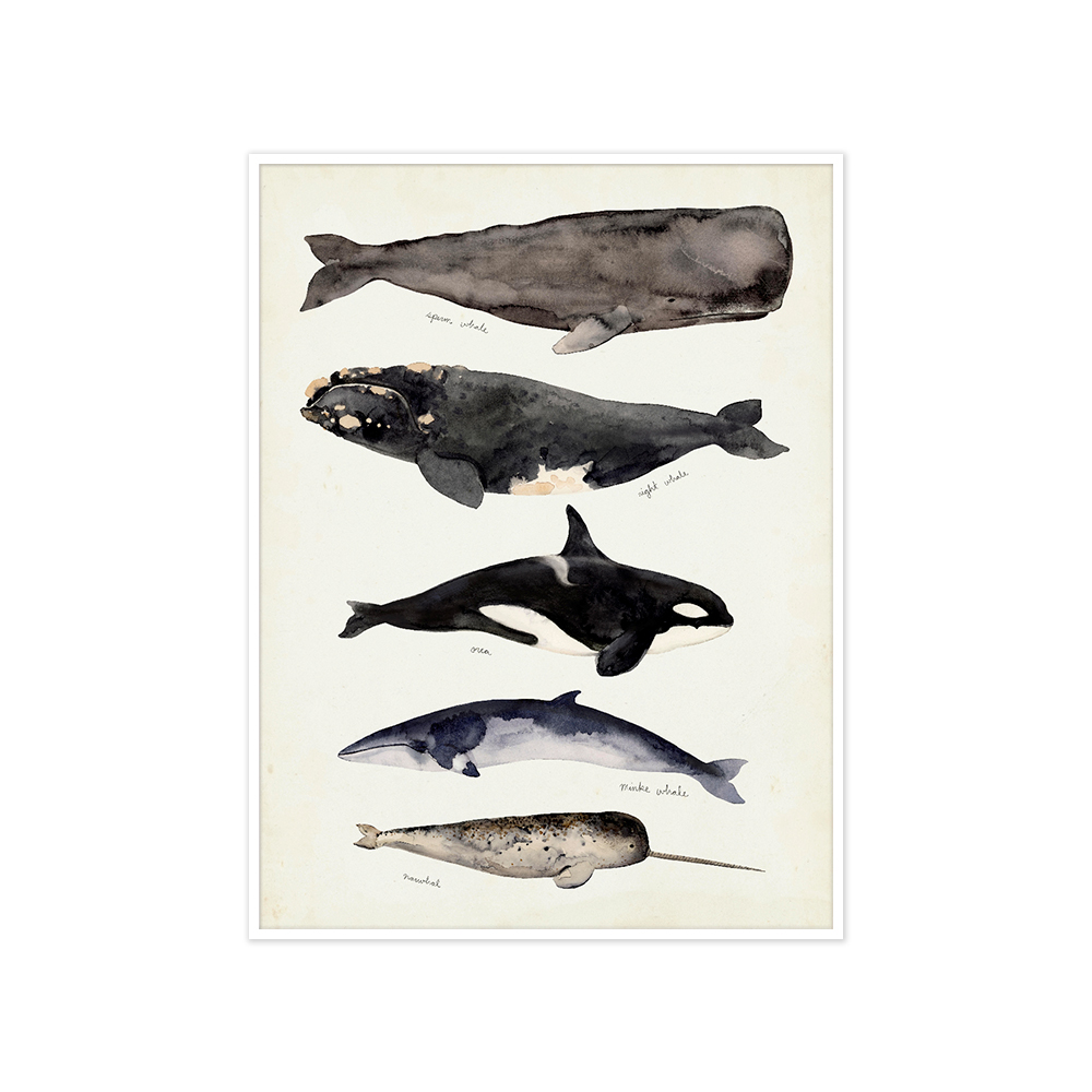아티쉬 포스터 - 빅토리아 보르헤스 Whale Chart I (액자포함) [5% 적립]