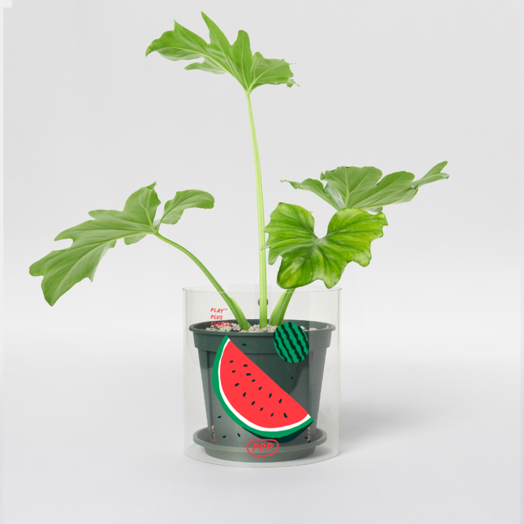 [아울렛] 플랫츠 Fruits Series_Water Melon 팟커버 S + 필로덴드론 호프 셀렘