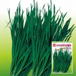 트리맘 부추종자씨앗 차이나벨트 부추 씨앗 (20g)
