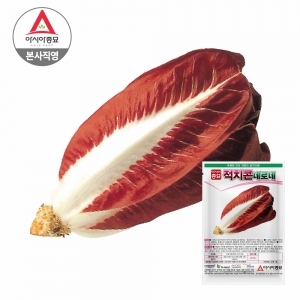 (치커리종자씨앗) 아시아통콘-네로네(10g) 전문농가용
