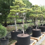 루트플러스 에어포트 패키지 지름 200-300 대형 나무 화분 블루베리 플라스틱화분