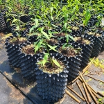 루트플러스 에어포트 패키지 지름 200-300 대형 나무 화분 블루베리 플라스틱화분