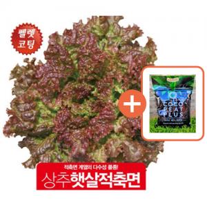 아시아종묘 씨앗 상추 햇살적축면 펠렛 1000립 + 코코피트 플러스 5L