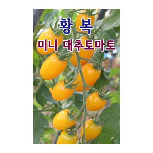 토마토씨앗 황복 토마토(100립,1000립)-대추토마토