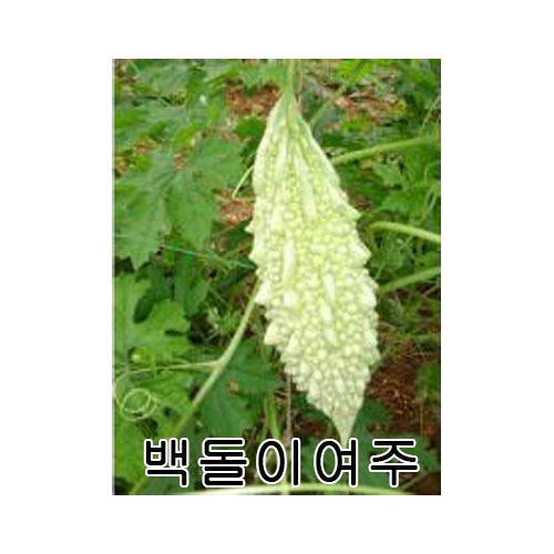 여주씨앗 백돌이여주(10립) - 쓴오이 백색여주