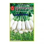 무씨앗 요맘때 알타리(20g,500g) - 사계절파종