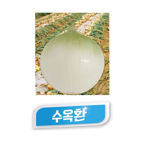 양파씨앗종자 수옥환(100g) - 내병성조생,다수종