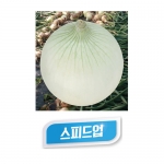 양파씨앗종자 스피드업(100g) - 조생종 양파