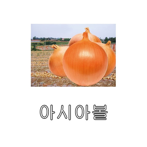 양파씨앗종자 아시아볼(100g) - 중생종 황양파