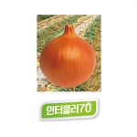 양파씨앗종자 인터쿨러70(100g) - 중만생종