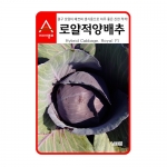 양배추씨앗종자 로얄적양배추(100립, 2500립)-전문농가용