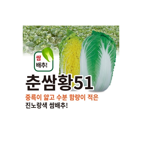 배추씨앗 춘쌈황51배추 (1000립,4000립) - 쌈전용