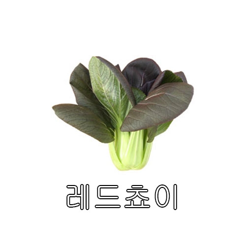 청경채씨앗 레드쵸이 (3g,120g,600g) - 기능성 청경채