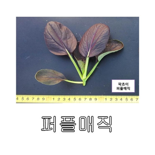 청경채씨앗 퍼플매직 (500립,4000립) - 자색 청경채