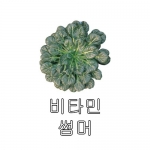 다채씨앗 비타민썸머 (120g,600g) - 여름전용