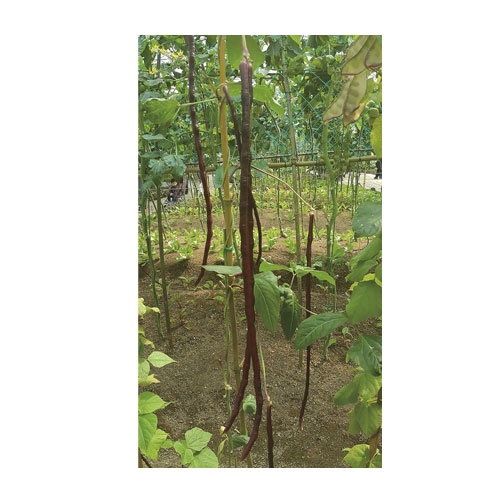 콩씨앗 지팡이 강낭콩 (14g) - 붉은색 지팡이 강낭콩