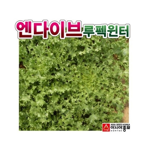 치커리씨앗 루펙윈터-엔다이브 (80g)