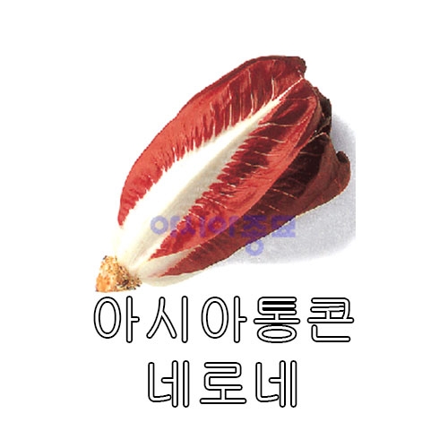 치커리씨앗 아시아통콘-네로네 (10g,50g) - 전문농가용