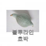 호박씨앗 블루라인 호박 (10립,100립) - 관상용 호박