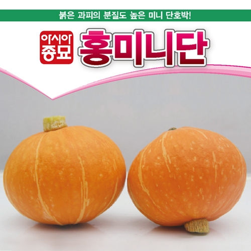 아시아종묘 호박씨앗 홍미니단호박 (10립) - 미니 호박