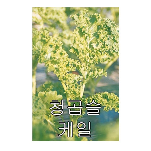 케일씨앗 청곱슬케일 (10g) - 청색 케일