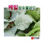 케일씨앗 장수콜라드 (100g) - 강한 내한성