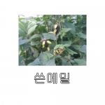 민속채소씨앗 쓴메밀 (30g,60g) - 흑메밀
